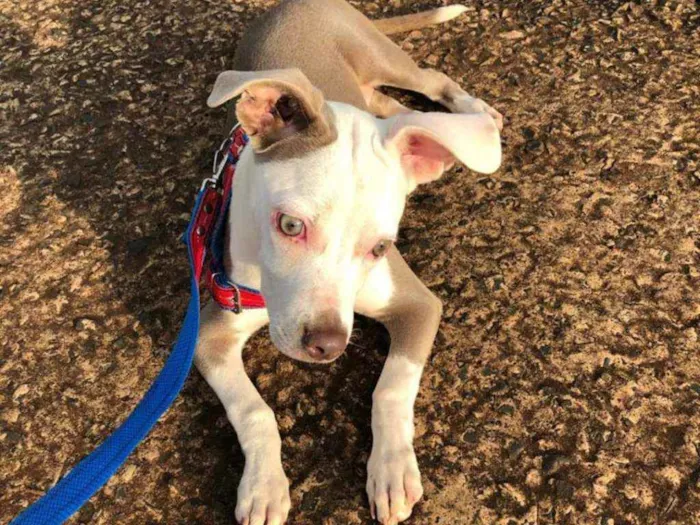 Cachorro ra a Pitbull idade 2 a 6 meses nome Naila
