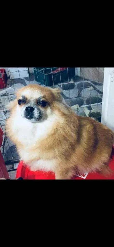 Cachorro ra a Spitz alemão  idade 5 anos nome Camélia 