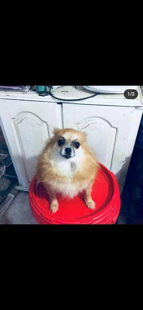 Cachorro ra a Spitz alemão  idade 5 anos nome Camélia 