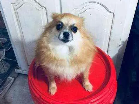 Cachorro ra a Spitz alemão  idade 5 anos nome Camélia 
