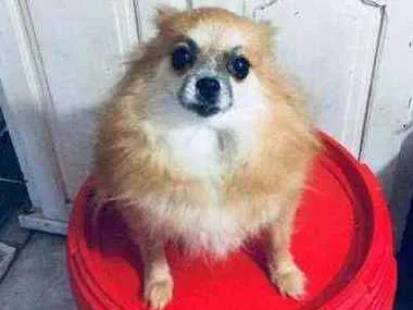 Cachorro ra a Spitz alemão  idade 5 anos nome Camélia 