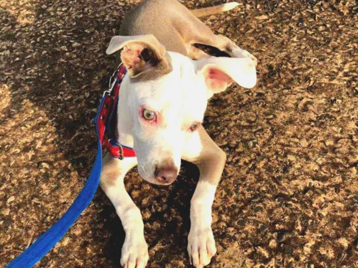 Cachorro ra a Pitbull idade 2 a 6 meses nome Naila