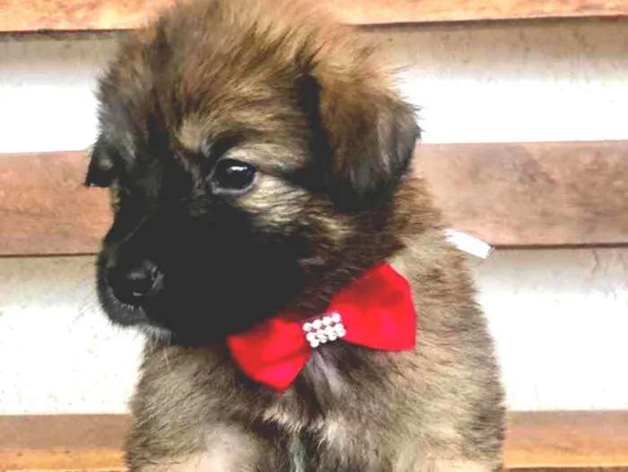Cachorro ra a SRD idade Abaixo de 2 meses nome Maia 
