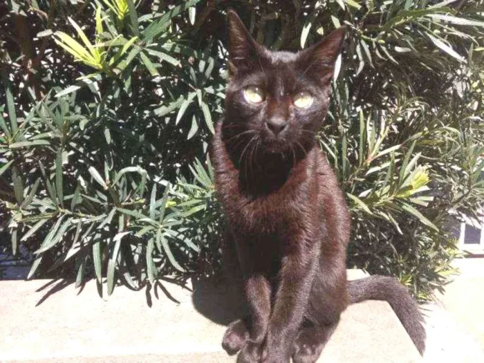 Gato ra a Gato preto comum idade 7 a 11 meses nome Wybie (não aprendeu)