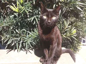 Gato raça Gato preto comum idade 7 a 11 meses nome Wybie (não aprendeu)