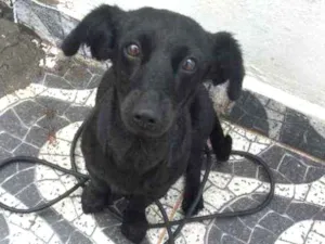 Cachorro raça Misturada idade 7 a 11 meses nome Princesa 