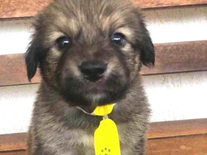 Cachorro ra a SRD idade Abaixo de 2 meses nome Thor 