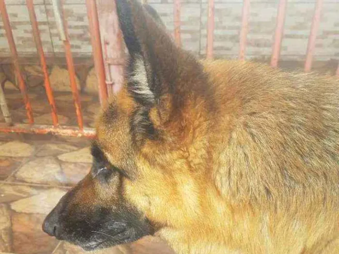 Cachorro ra a pastor alemao idade 5 anos nome heri