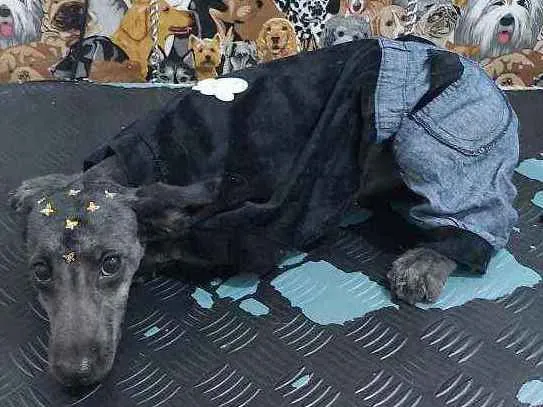 Cachorro ra a Poodle com vira  idade 2 a 6 meses nome Puguinha