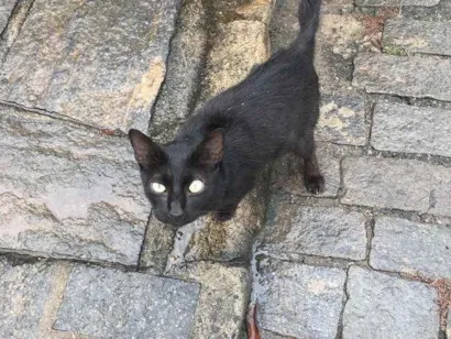 Gato raça Vira-lata  idade 2 anos nome Achado na rua 