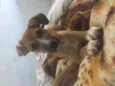 Tomas 
