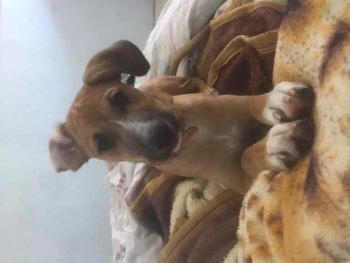 Cachorro ra a SRD idade 7 a 11 meses nome Tomas 