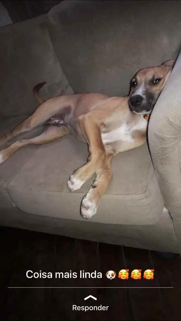 Cachorro ra a SRD idade 7 a 11 meses nome Tomas 