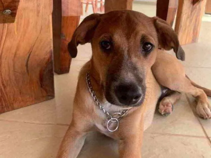 Cachorro ra a SRD idade 7 a 11 meses nome Tomas 