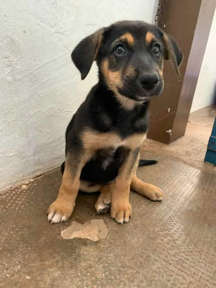 Cachorro ra a Sem raça definida  idade Abaixo de 2 meses nome Valente