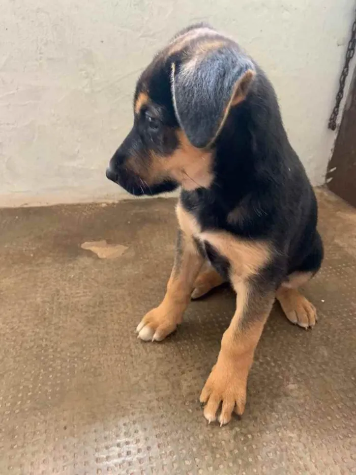 Cachorro ra a Sem raça definida  idade Abaixo de 2 meses nome Valente