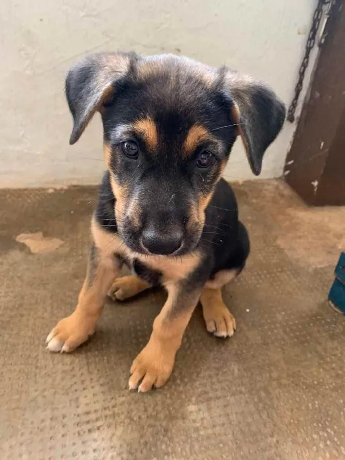 Cachorro ra a Sem raça definida  idade Abaixo de 2 meses nome Valente