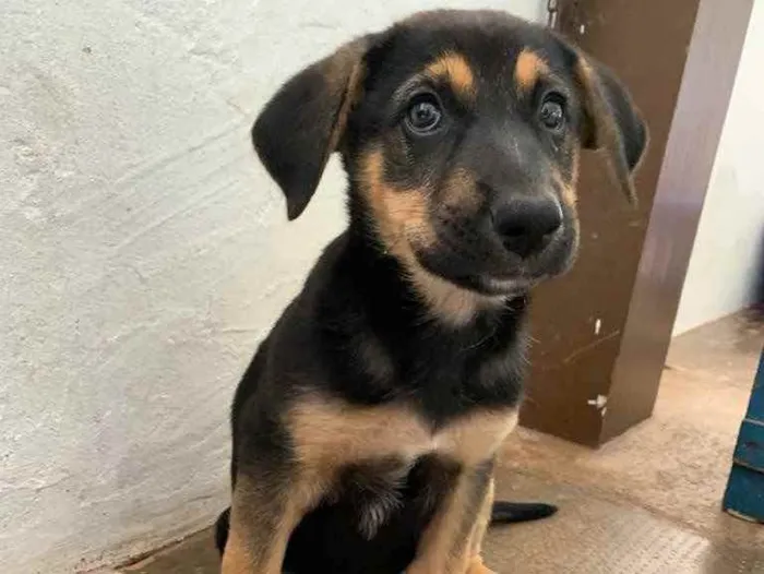 Cachorro ra a Sem raça definida  idade Abaixo de 2 meses nome Valente