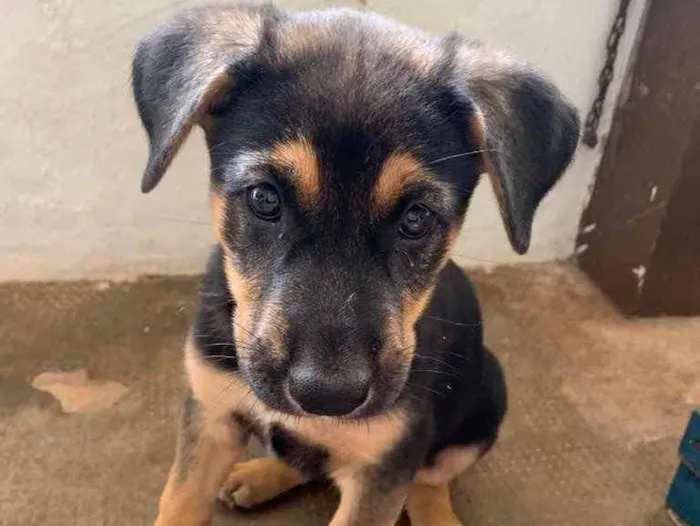 Cachorro ra a Sem raça definida  idade Abaixo de 2 meses nome Valente
