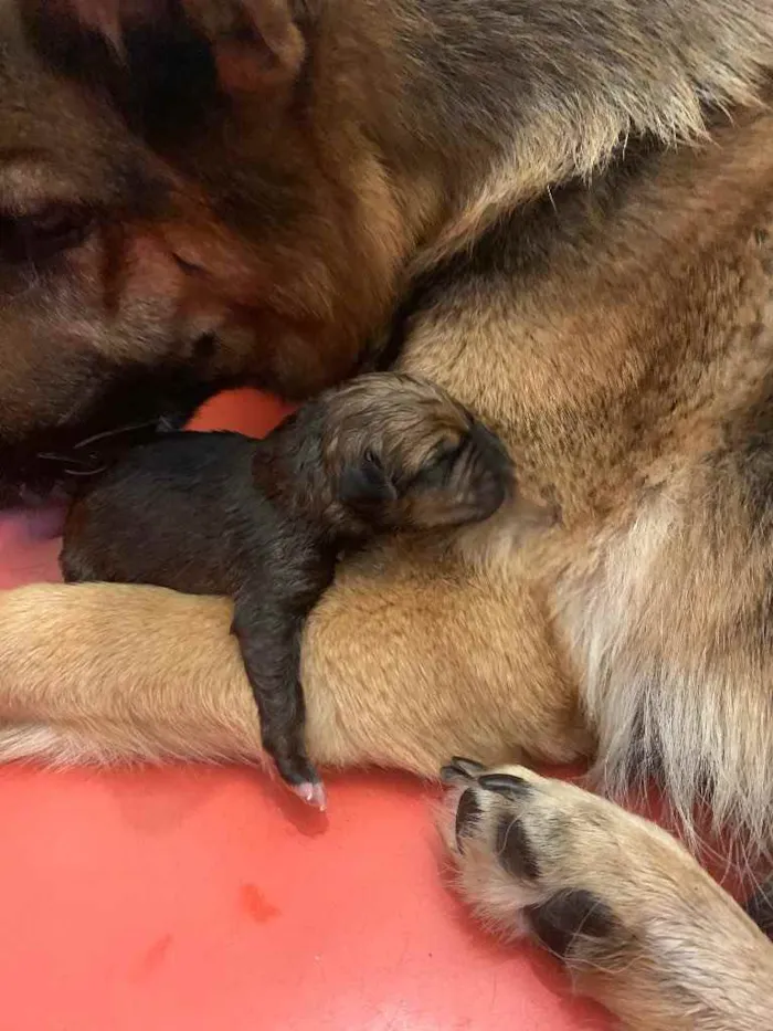 Cachorro ra a Sem raça definida  idade Abaixo de 2 meses nome LB