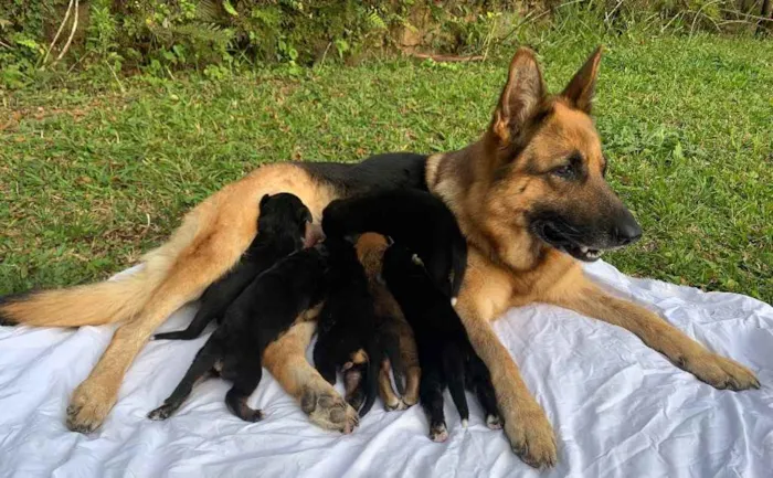 Cachorro ra a Sem raça definida  idade Abaixo de 2 meses nome LB