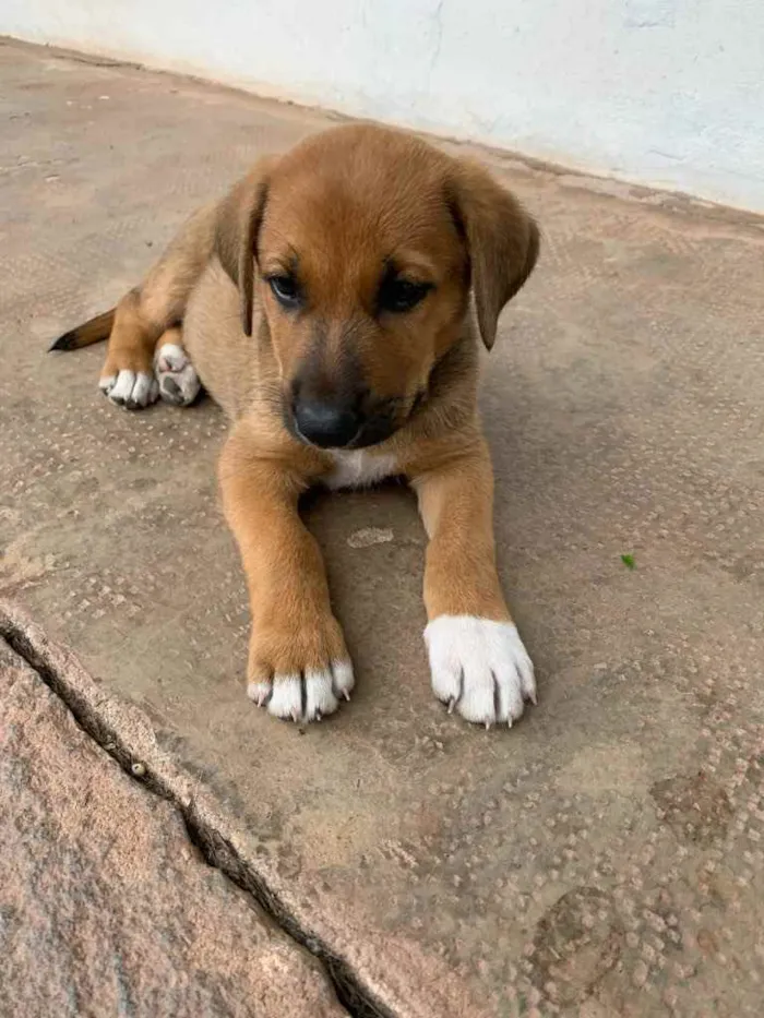 Cachorro ra a Sem raça definida  idade Abaixo de 2 meses nome LB