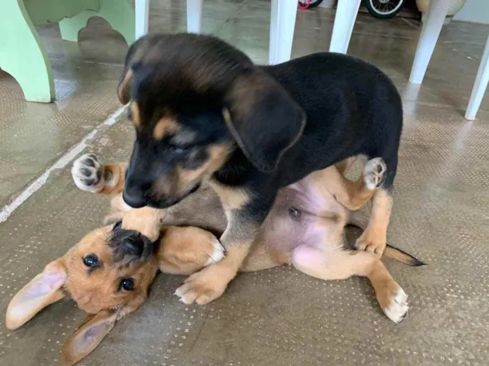 Cachorro ra a Sem raça definida  idade Abaixo de 2 meses nome LB