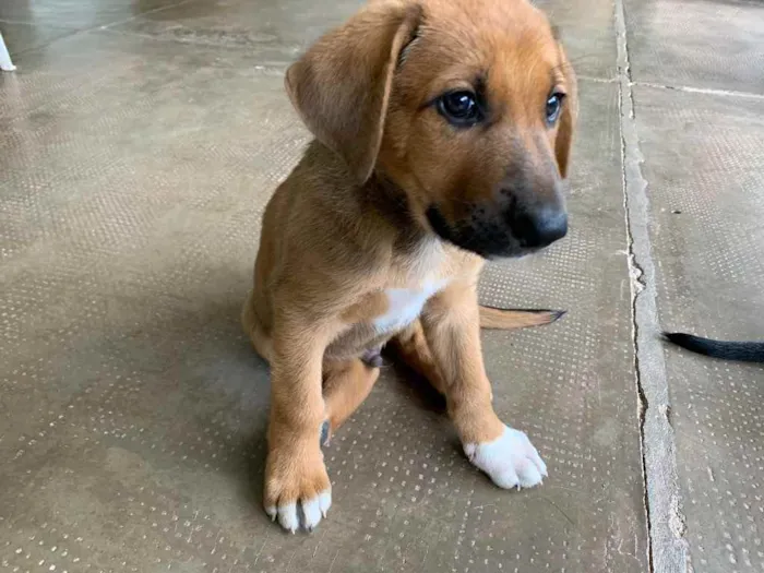 Cachorro ra a Sem raça definida  idade Abaixo de 2 meses nome LB