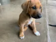 LB