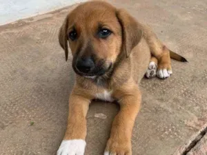 Cachorro raça Sem raça definida  idade Abaixo de 2 meses nome LB