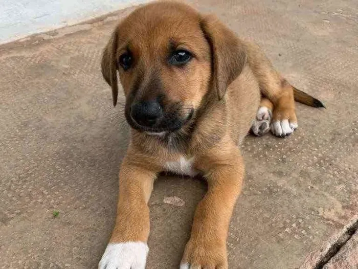 Cachorro ra a Sem raça definida  idade Abaixo de 2 meses nome LB