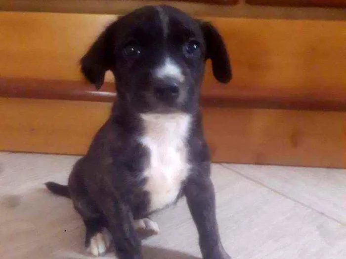 Cachorro ra a Não definida idade Abaixo de 2 meses nome Bil 