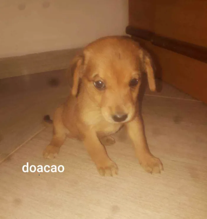 Cachorro ra a Não definida idade Abaixo de 2 meses nome Bil 