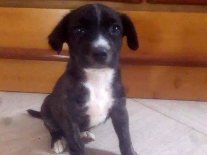 Cachorro ra a Não definida idade Abaixo de 2 meses nome Bil 