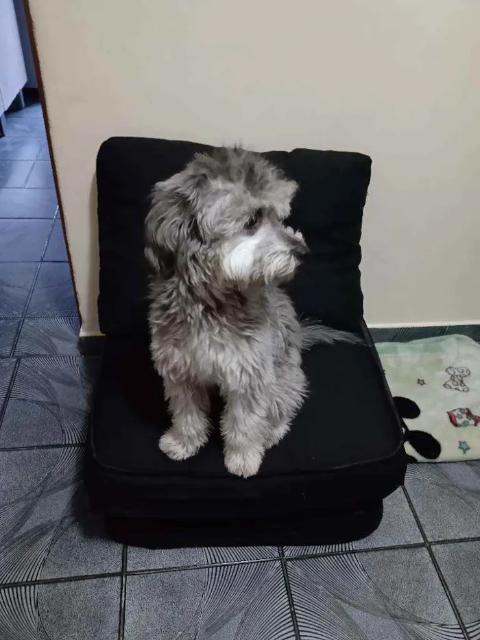 Cachorro raça SRD (Vira Lata) idade 2 anos nome Milu (Milena Luiza)