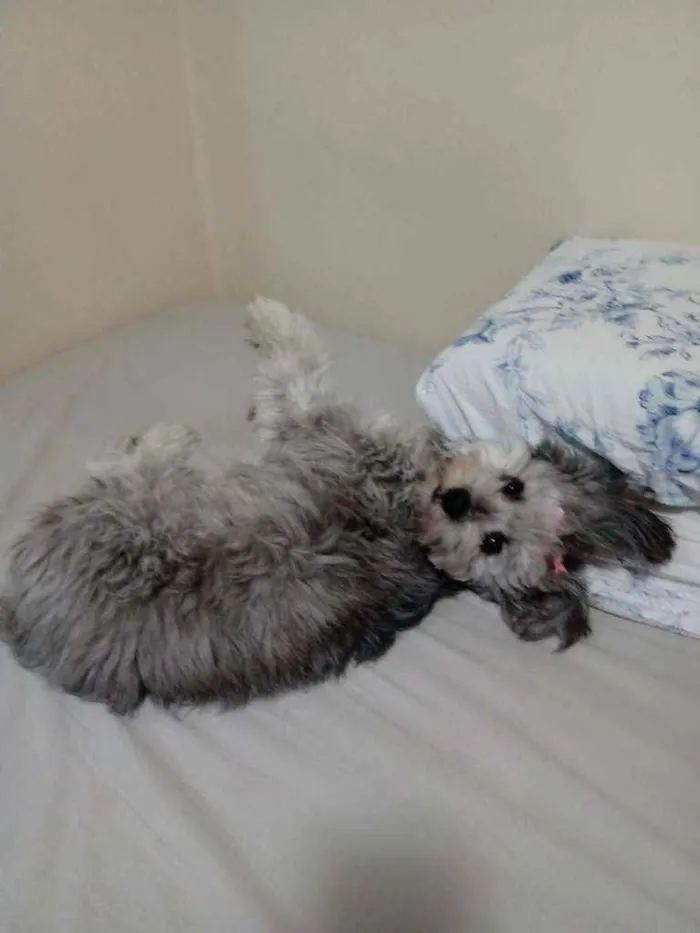 Cachorro raça SRD (Vira Lata) idade 2 anos nome Milu (Milena Luiza)