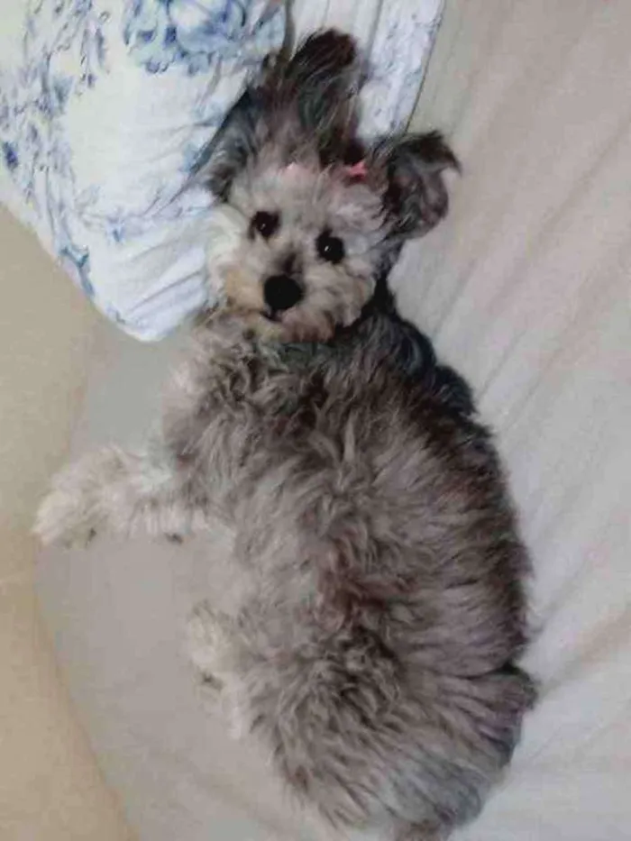 Cachorro raça SRD (Vira Lata) idade 2 anos nome Milu (Milena Luiza)