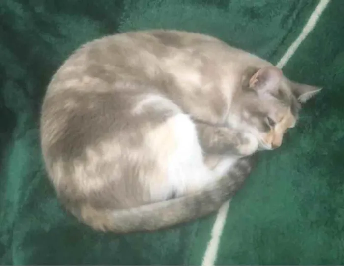 Gato ra a SRD idade 2 anos nome SAFIRA