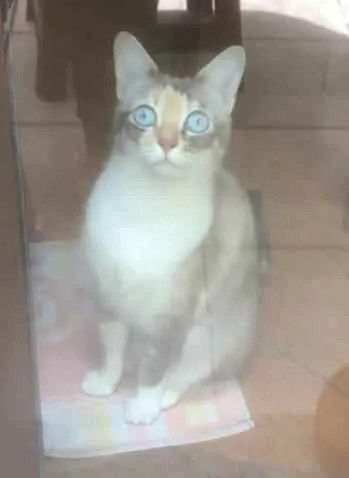 Gato ra a SRD idade 2 anos nome SAFIRA