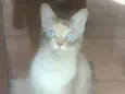 SAFIRA