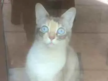 Gato ra a SRD idade 2 anos nome SAFIRA