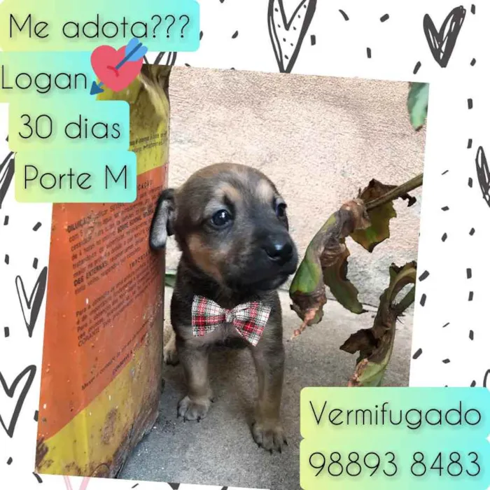 Cachorro raça SRD idade Abaixo de 2 meses nome Logan