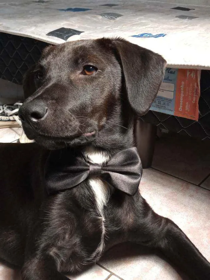 Cachorro ra a Vira lata idade 7 a 11 meses nome Teco