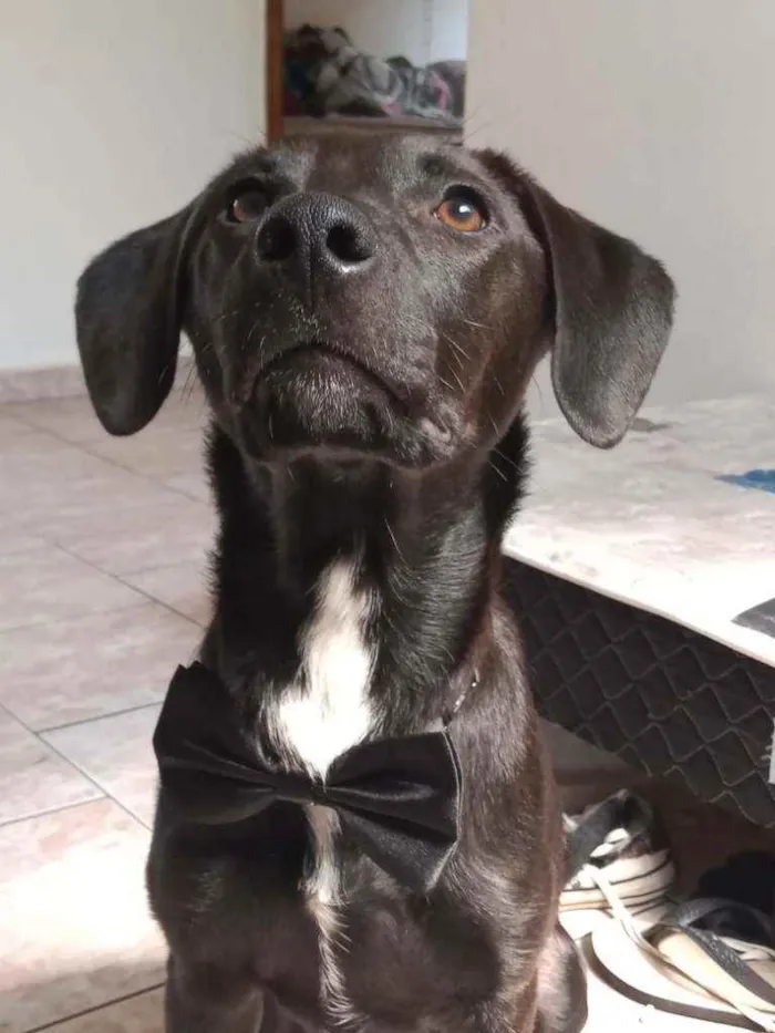 Cachorro ra a Vira lata idade 7 a 11 meses nome Teco