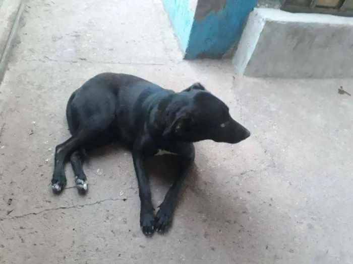 Cachorro ra a vira lata idade 7 a 11 meses nome Pretinha