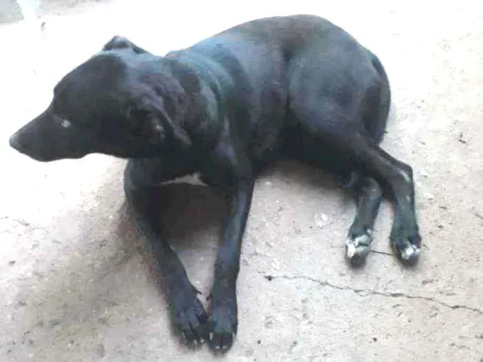 Cachorro ra a vira lata idade 7 a 11 meses nome Pretinha