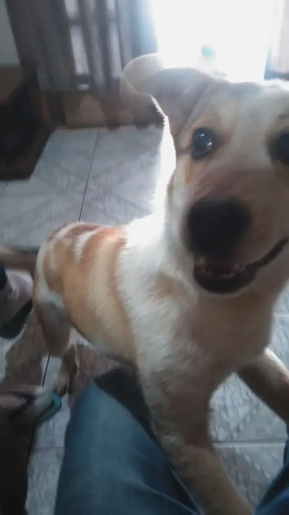 Cachorro ra a Desconheço idade 2 a 6 meses nome Desconheço