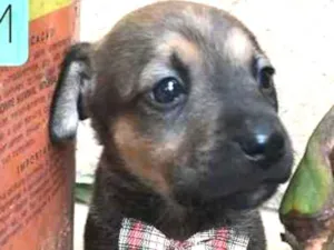 Cachorro raça SRD idade Abaixo de 2 meses nome Logan