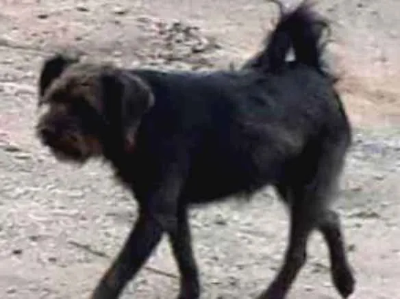 Cachorro ra a SRD mestiço idade 5 anos nome Bobi