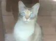 SAFIRA